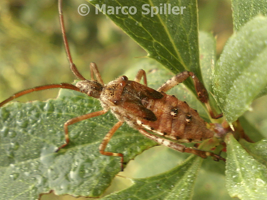 Coreidae: Leptoglossus occidentalis (ninfa)